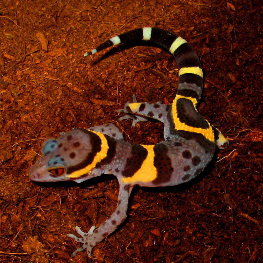 goniurosaurus orientalis toyamai yamashinae kuroiwae splendens